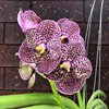 ВАНДА (VANDA Kulwadee FragranceNo.27) 